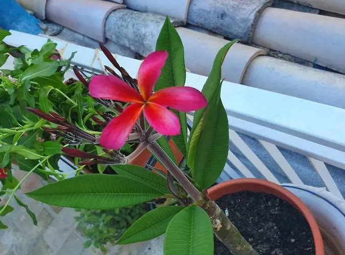 La Dimora Del Cont'orto Джулианова