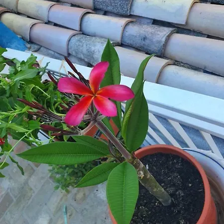 La Dimora Del Cont'orto ג'וליאנובה