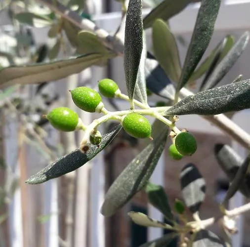 La Dimora Del Cont'orto * Giulianova